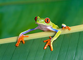 FRG 01 KH0014 01
Red-Eyed Tree Frog Sitting On Leaf