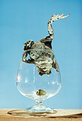 FRG 01 RC0001 01
Frog Climbing Into Glass Upside-Side