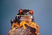 FRG 01 RK0003 02
Close Up Of Red-Eyed Tree Frog (Agalychis callidryas) Sitting On Top Of Branch Blue Background