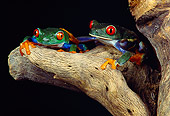 FRG 01 RK0005 02
Red-Eyed Tree Frogs (Agalychis callidryas) Sitting On Branch Studio Background