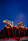 FRG 01 RK0014 06
Two Red-Eyed Tree Frogs (Agalychis callidryas) Sitting On Top Of Red and Black Leaf Blue Background