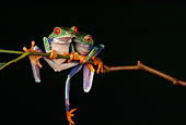 FRG 01 RK0017 03
Red-Eyed Treefrogs Sitting On Leaf