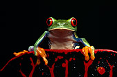 FRG 01 RK0017 14
Red-Eyed Treefrogs Sitting On Leaf