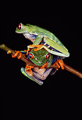 FRG 01 RK0017 17
Red-Eyed Treefrogs Sitting On Leaf