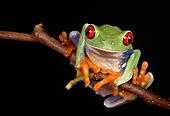 FRG 01 RK0019 18
Red Eye Tree Frog Hanging Onto Twig