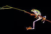 FRG 01 RK0019 42
Red Eye Tree Frog Hanging Onto Twig