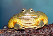FRG 01 RK0021 01
African Burrowing Bullfrog On Log Studio