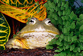 FRG 01 RK0023 01
African Burrowing Bullfrog By Leaves Studio
