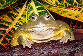FRG 01 RK0023 18
African Burrowing Bullfrog By Leaves Studio