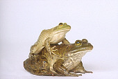 FRG 01 RK0025 01
Bullfrog Sitting On Seamless Paper Front View