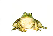 FRG 01 RK0025 05
Bullfrog Sitting On Seamless Paper Front View