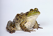 FRG 01 RK0026 02
Bullfrog Sitting On White Seamless Background