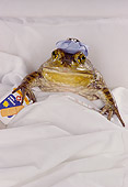 FRG 01 RK0028 02
Bullfrog With Ice Bag On Head