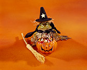 FRG 01 RK0031 01
Halloween frog dressed as a with w/pumpkin of candy