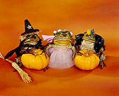 FRG 01 RK0032 17
3 Frogs dressed up as ballerina,punk rocker and a witch.