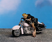 FRG 01 RK0035 07
Road Toad