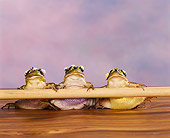 FRG 01 RK0046 03
Three Bullfrog Ballerinas Leaning On Bar Facing Camera Purple Mottled Background
