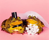 FRG 01 RK0050 17
Two Frogs Dressed In Bride And Groom Costume On Pink Seamless Studio