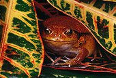 FRG 01 RK0061 10
Tomato Frog (Dyscophus guineti) On Yellow Leaves