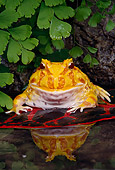 FRG 01 RK0070 04
Argentine Horn Frog (Ceratophrys Ornata) Sitting On Leaf On Pond