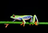 FRG 01 TK0001 01
Red-Eyed Tree Frog Climbing On Branch