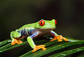 FRG 01 TK0002 01
Red-Eyed Tree Frog Sitting On Palm Frond