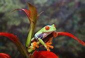FRG 01 TK0003 01
Red-Eyed Tree Frog Sitting On Colorful Plant