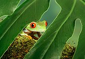 FRG 01 TK0004 01
Red-Eyed Tree Frog Sitting Under Palm Frond