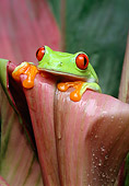 FRG 01 TK0005 01
Red-Eyed Tree Frog Sitting On Pink Plant Leaf