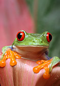 FRG 01 TK0006 01
Red-Eyed Tree Frog Sitting On Pink Plant Leaf