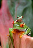 FRG 01 TK0007 01
Red-Eyed Tree Frog Adult And Young Sitting On Pink Plant Leaf