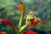 FRG 01 TK0008 01
Red-Eyed Tree Frog Adult And Young Sitting On Plant