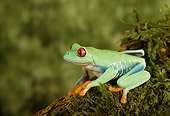 FRG 01 TK0009 01
Red-Eyed Tree Frog Sitting On Moss
