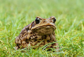 FRG 01 TK0010 01
Cane Toad Sitting In Grass