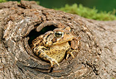 FRG 01 TK0011 01
American Toad Sitting In Knot in Tree