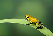 FRG 01 TK0012 01
Golden Poison Frog Sitting On Palm Frond