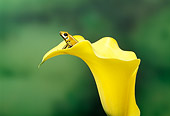 FRG 01 TK0013 01
Golden Poison Frog Sitting On Yellow Flower