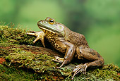 FRG 01 TK0015 01
North American Bullfrog Sitting On Moss-Covered Log