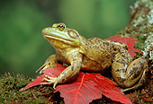 FRG 01 TK0016 01
North American Bullfrog Laying On Red Leaf On Log