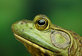 FRG 01 TK0017 01
Profile Head Shot Of North American Bullfrog