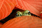 FRG 01 TK0018 01
Green Frog Peering From Under Red Autumn Leaves