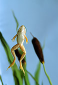 FRG 01 TK0019 01
Green Frog Leaping Skyward Among Cattails