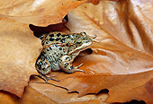 FRG 01 TK0020 01
Columbia Spotted Frog Sitting On Autumn Leaves