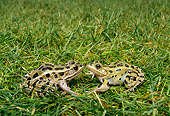 FRG 01 TK0021 01
Two Southern Leopard Frogs Facing Each Other On Grass