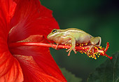 FRG 01 TK0022 01
Green Tree Frog Climbing On Pistil Of Red Hibiscus Flower