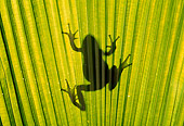 FRG 01 TK0024 01
Silhouette Of Pacific Tree Frog Climbing On Palm Frond