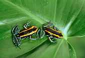 FRG 01 TK0025 01
Overhead Shot Of Two Golfodulcean Poison Frogs Sitting On Leaf