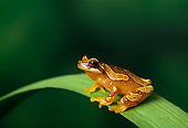 FRG 01 TK0026 01
Hourglass Tree Frog Stitting On Palm Frond