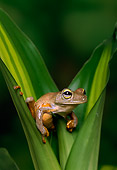 FRG 01 TK0027 01
Emerald-Eyed Tree Frog Stitting Between Plant Leaves