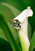FRG 01 TK0028 01
Amazonian Milk Frog Stitting In White Calla Lily